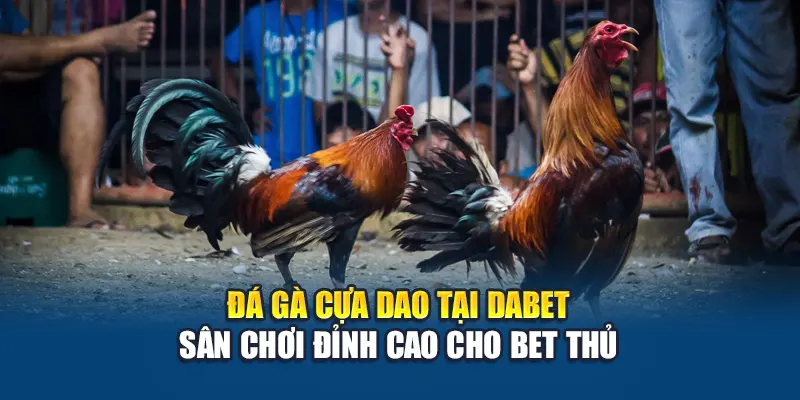 Đá Gà Cựa Dao Tại Dabet Sân Chơi Đỉnh Cao Cho Bet Thủ