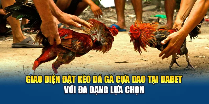 Giao diện đặt kèo đá gà cựa dao tại Dabet với đa dạng lựa chọn