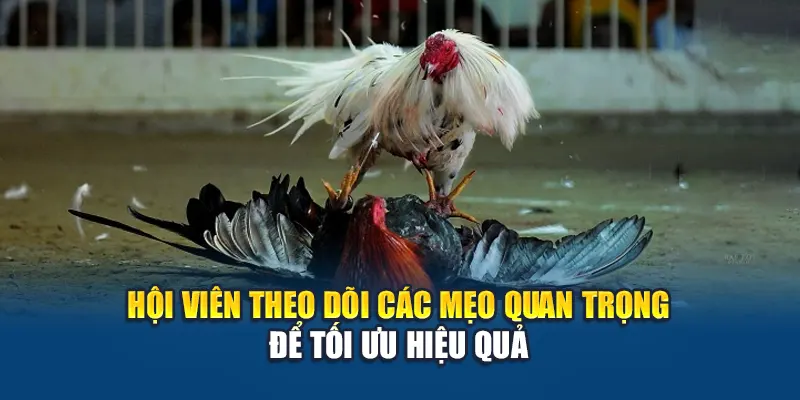 Hội viên theo dõi các mẹo quan trọng để tối ưu hiệu quả