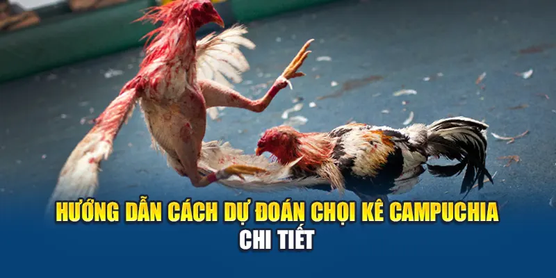 Hướng dẫn cách dự đoán chọi kê Campuchia chi tiết