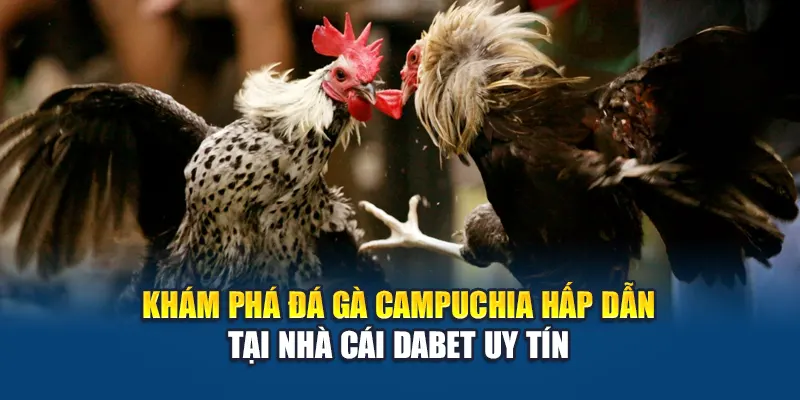 Khám Phá Đá Gà Campuchia Hấp Dẫn Tại Nhà Cái Dabet Uy Tín