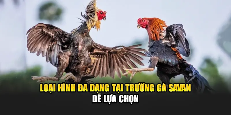 Loại hình đa dạng tại trường gà Savan dễ lựa chọn
