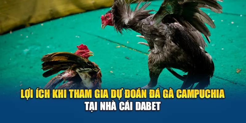 Lợi ích khi tham gia dự đoán đá gà Campuchia tại đây