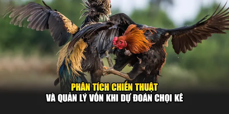 Phân tích chiến thuật và quản lý vốn khi dự đoán chọi kê
