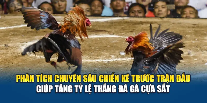Phân tích chuyên sâu chiến kê trước trận đấu giúp tăng tỷ lệ thắng đá gà cựa sắt