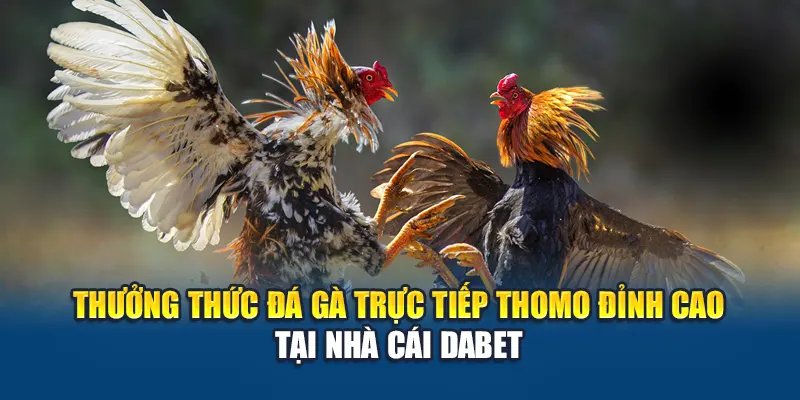 Thưởng Thức Đá Gà Trực Tiếp Thomo Đỉnh Cao Tại Nhà Cái Dabet