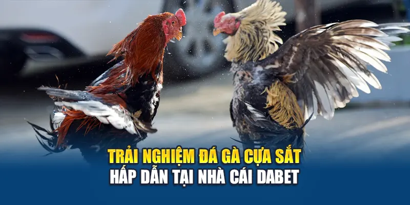 Trải Nghiệm Đá Gà Cựa Sắt Hấp Dẫn Tại Nhà Cái Dabet
