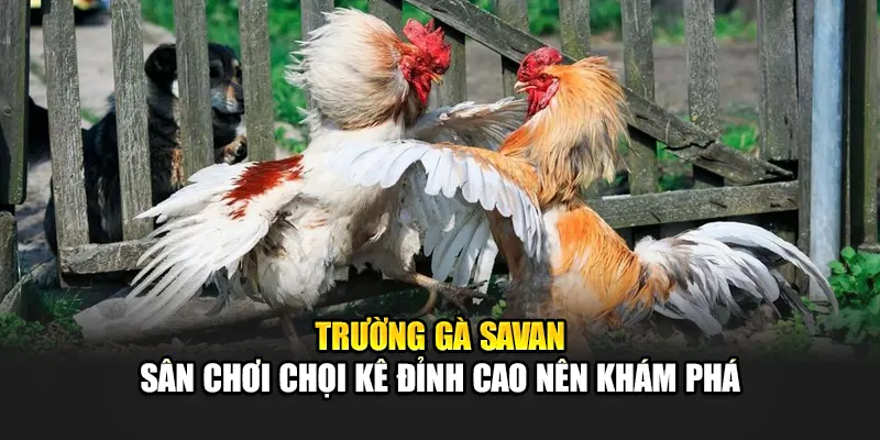Trường Gà Savan Sân Chơi Chọi Kê Đỉnh Cao Nên Khám Phá