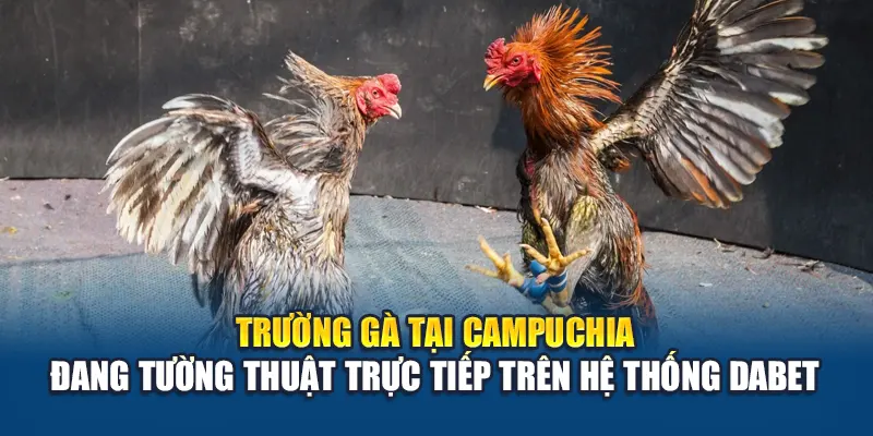 Trường gà tại Campuchia đang tường thuật trực tiếp trên hệ thống Dabet