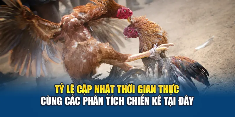 Tỷ lệ cập nhật thời gian thực cùng các phân tích chiến kê tại đây
